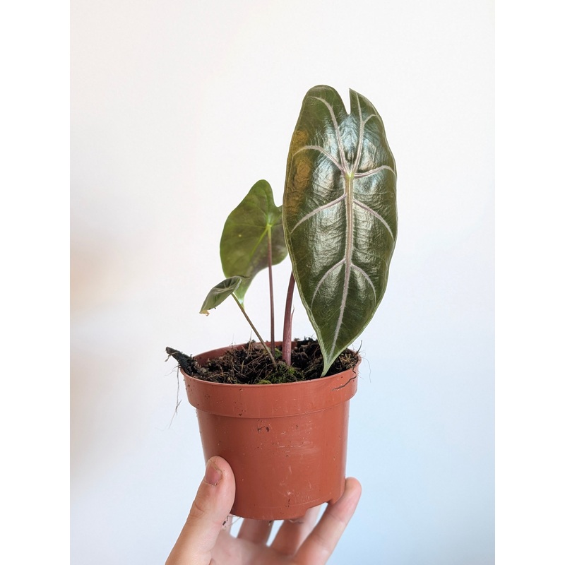 Alocasia suhirmaniana ‘Purple’