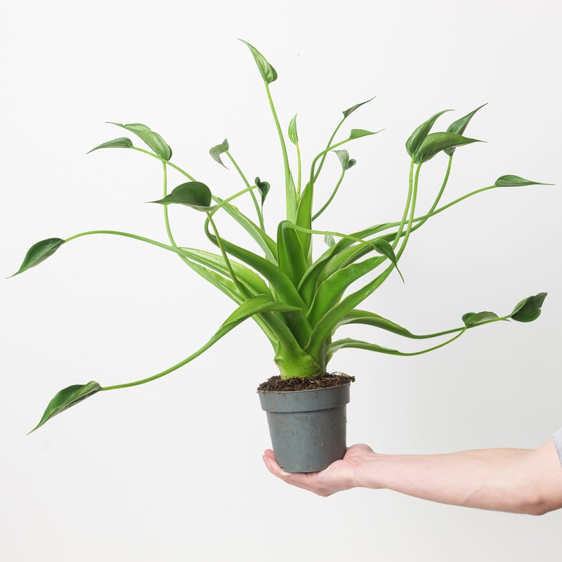 Alocasia ‘Tiny Dancer’ XL|12cm