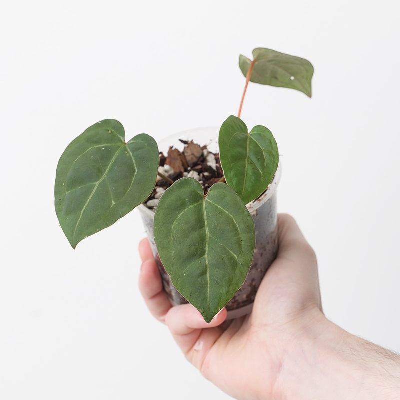 Anthurium Ace of Spades ‘Dark Form’ x Magnificum