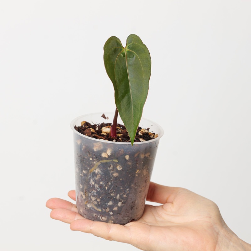 Anthurium Ace of Spades x Papillilaminum