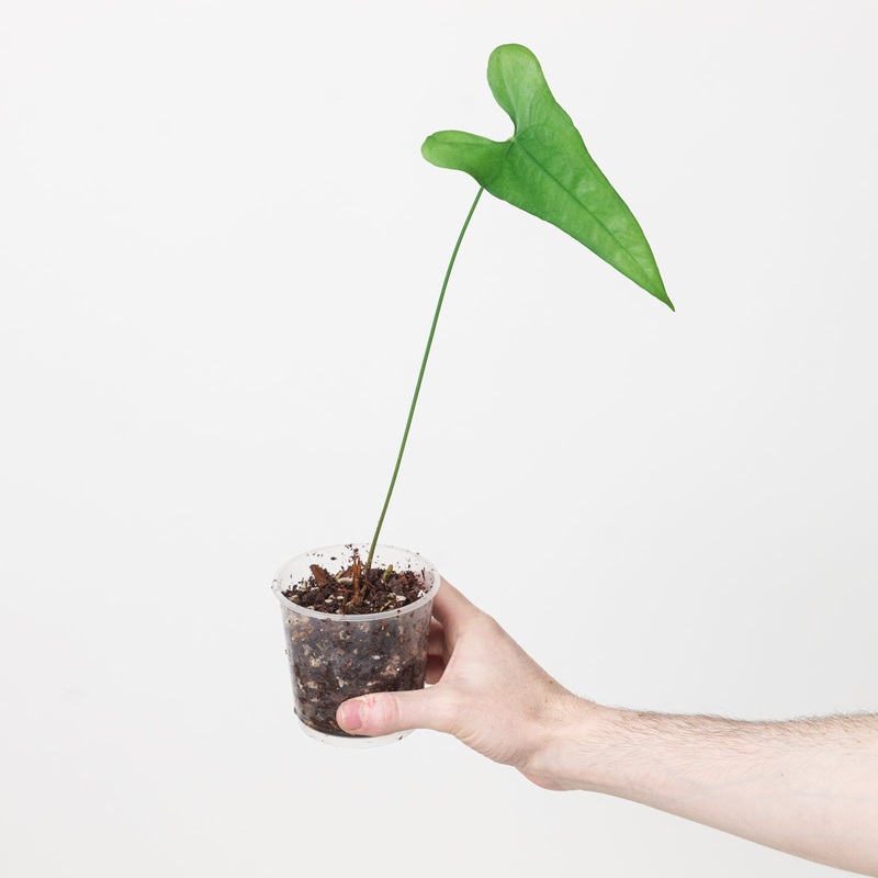 Anthurium acutum|9cm (Rooting Top Cut)