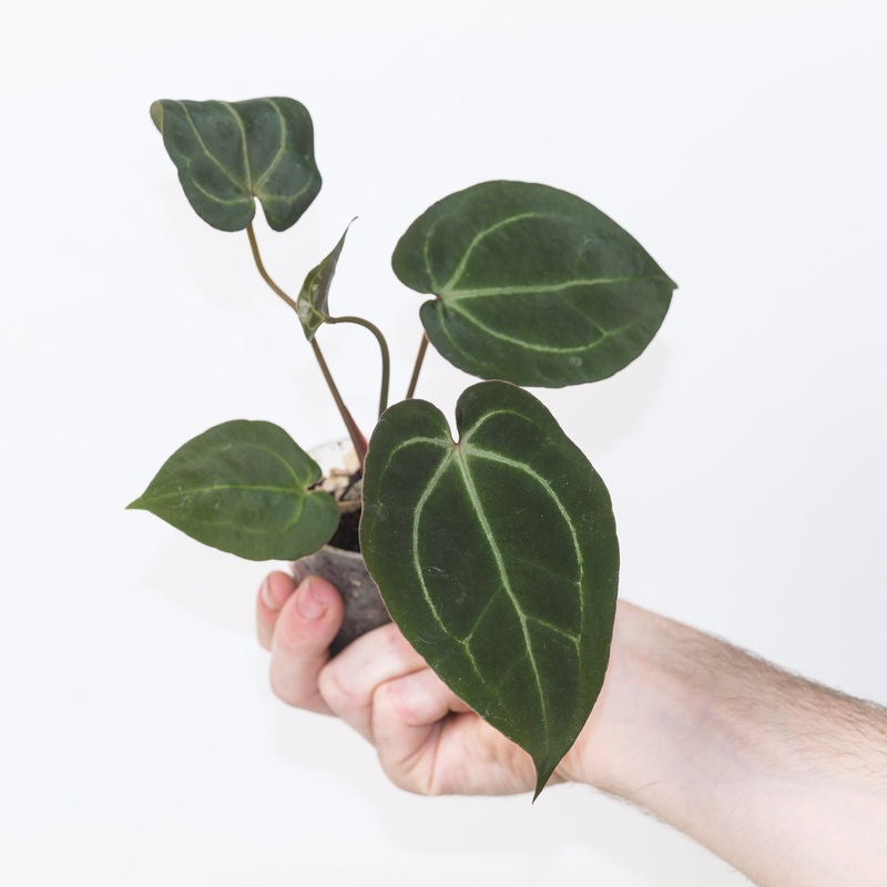Anthurium besseae aff.  Ace of Spades