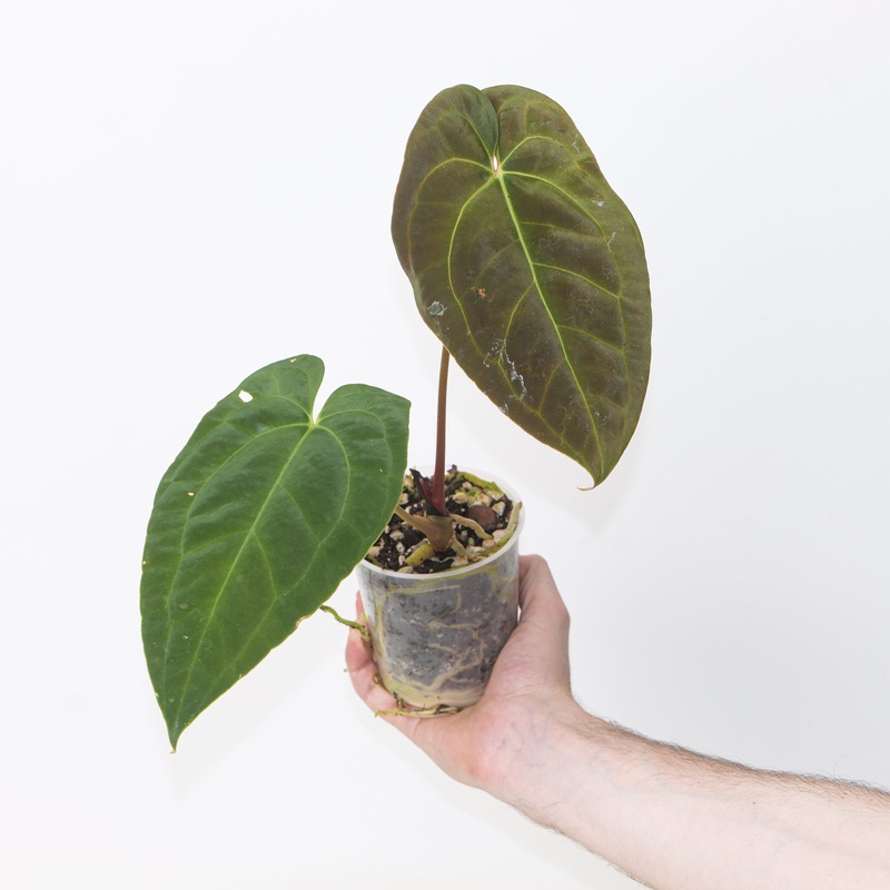 Anthurium besseae aff.  Fort Sherman