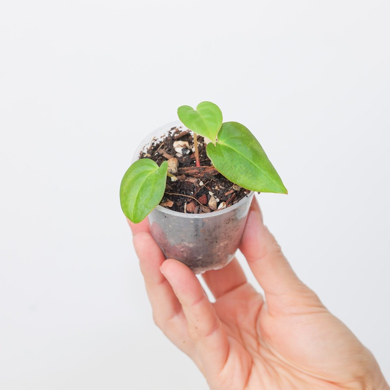 Anthurium Bigfoot x Blue papillilaminum