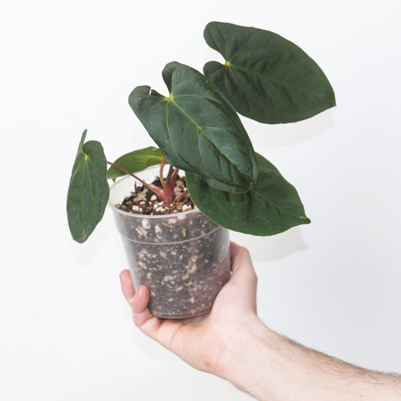 Anthurium Blue Pap x Fort Sherman