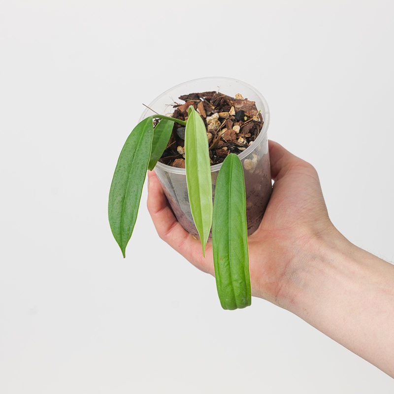 Anthurium cf. pallidiflorum|9cm