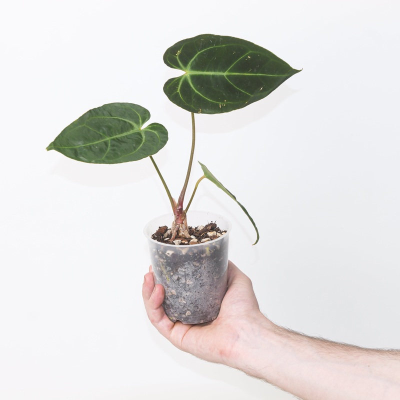 Anthurium crystallinum  besseae aff.