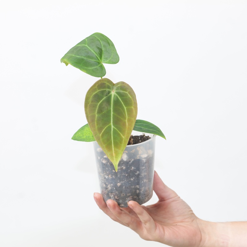 Anthurium crystallinum  hoffmannii