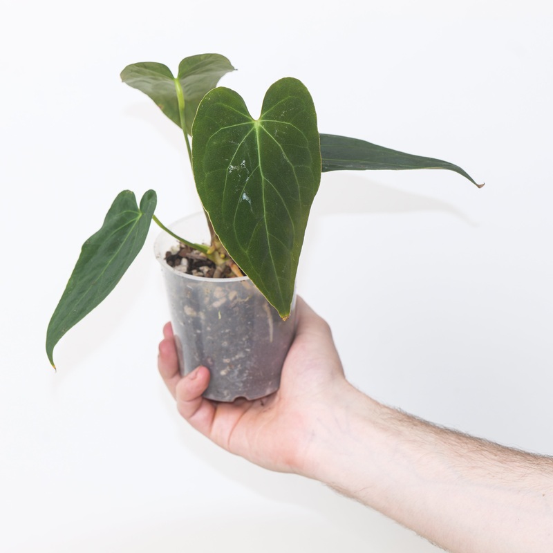 Anthurium crystallinum Red Vein  papillilaminum