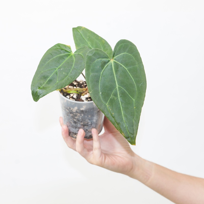 Anthurium crystallinum x Blue Papi