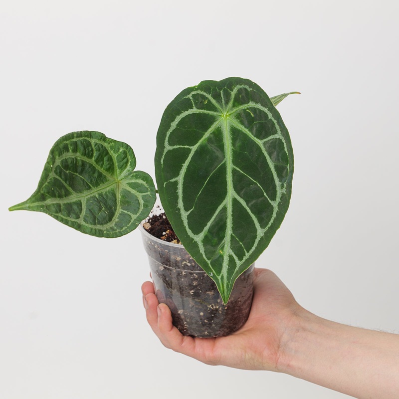 Anthurium crystallinum x forgetii