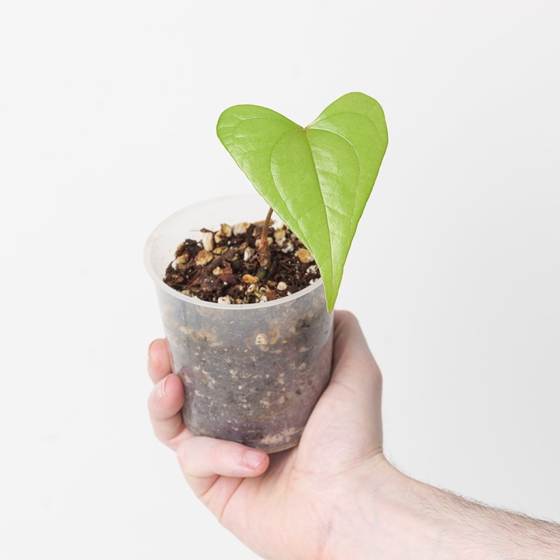 Anthurium diabolense|9cm