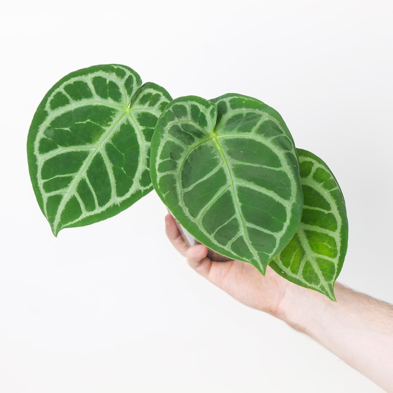 Anthurium ‘Dorayaki’ x Red Crystallinum
