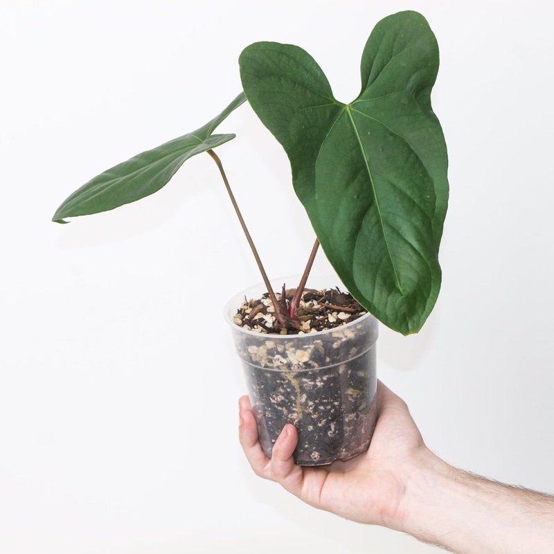 Anthurium dressleri ‘Indo  A. pinkleyi