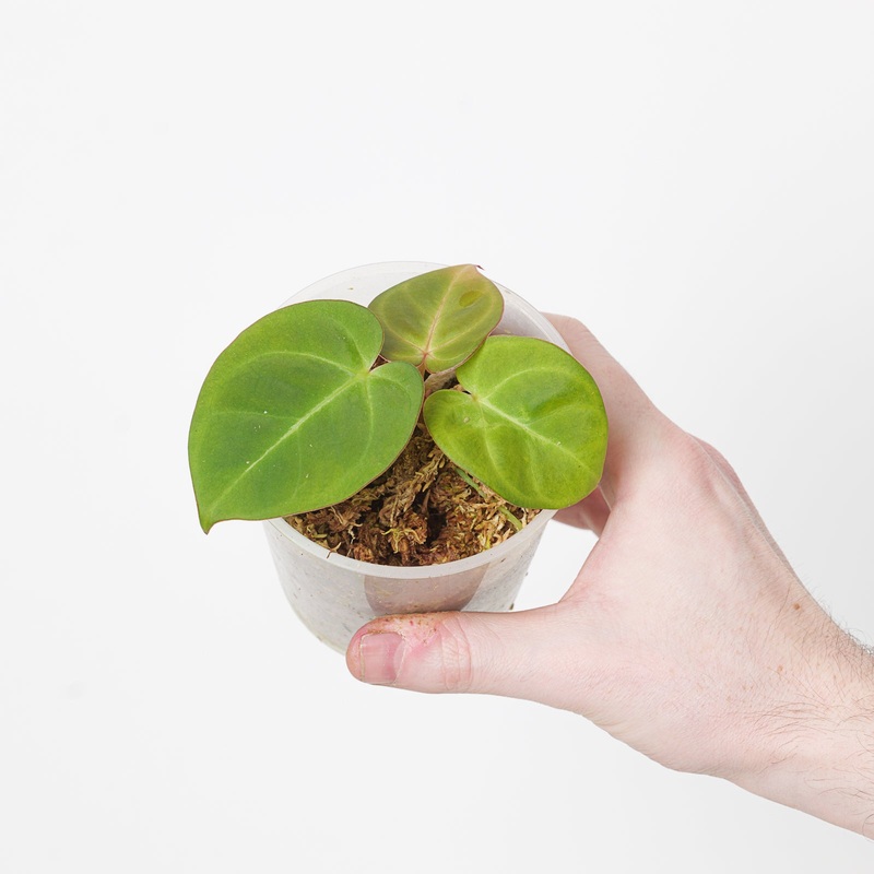 Anthurium ‘dressleri’ Indonesia Hybrid