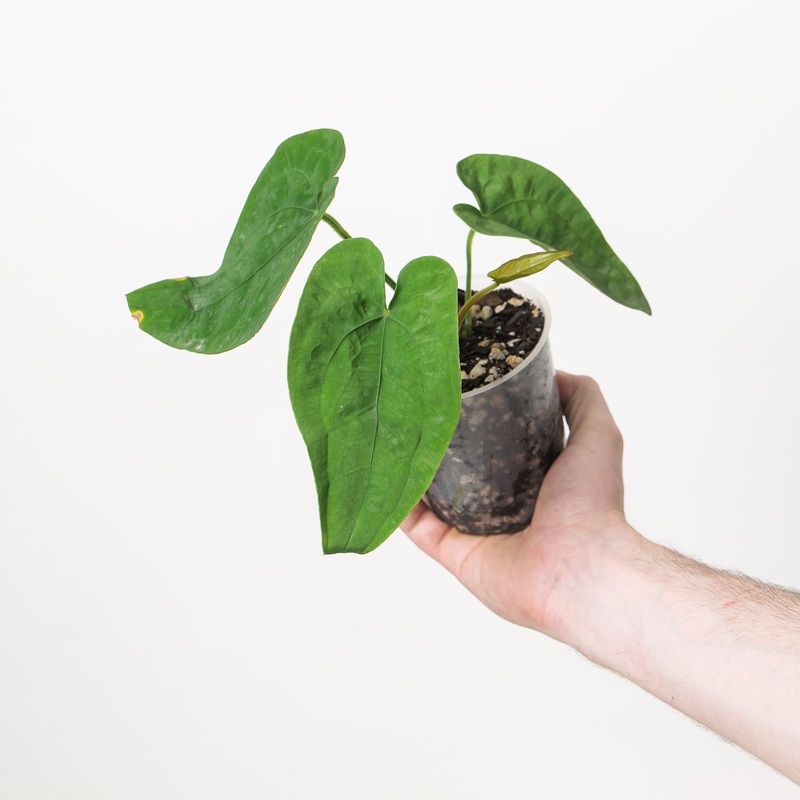 Anthurium dressleri x papillilaminum GY