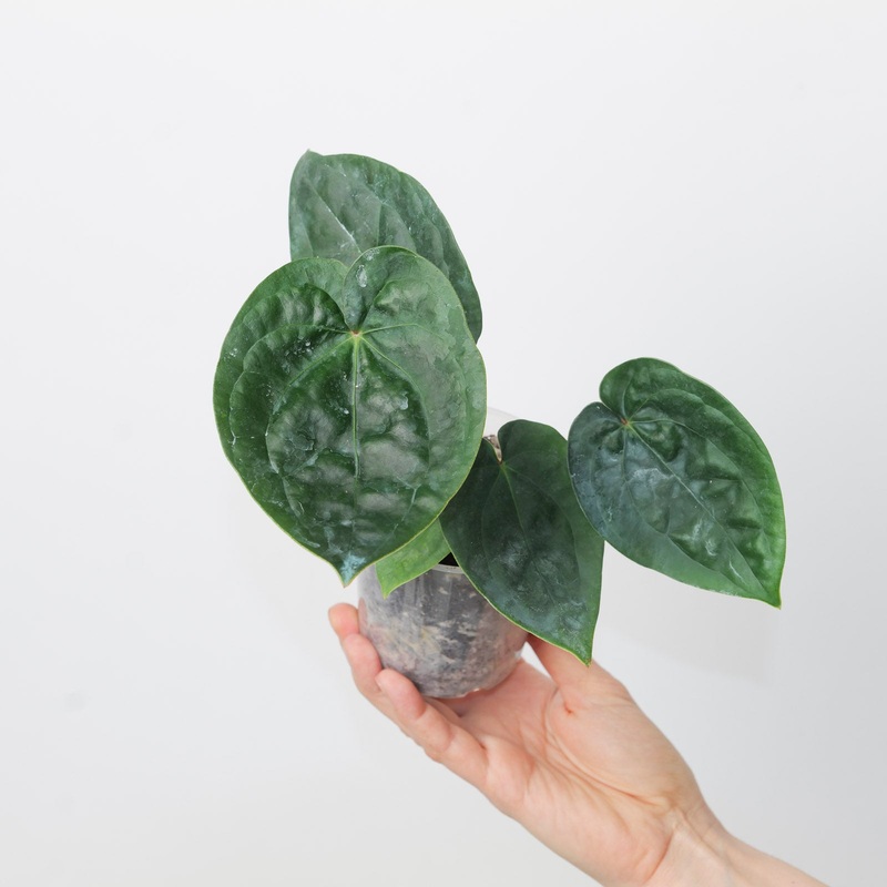 Anthurium forgetti x luxurians