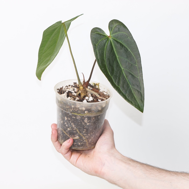 Anthurium Fort Sherman  Dark Phoenix – Glossy Form