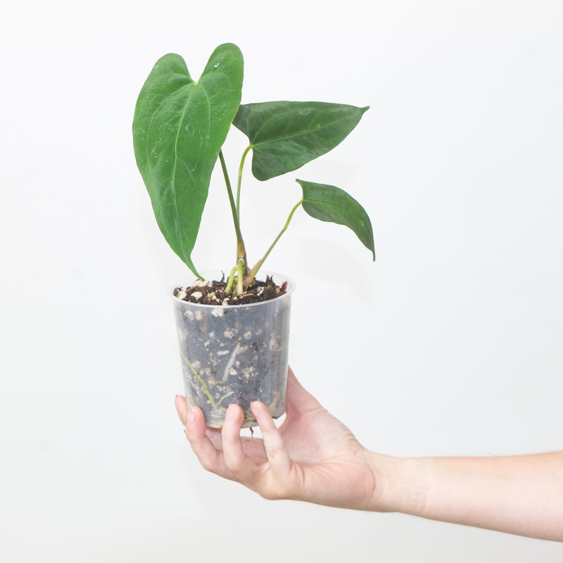 Anthurium Fort Sherman x RVDP||17