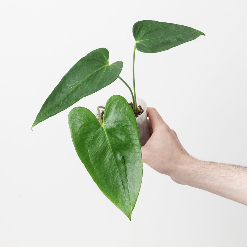 Anthurium hutchisonii aff.|9cm