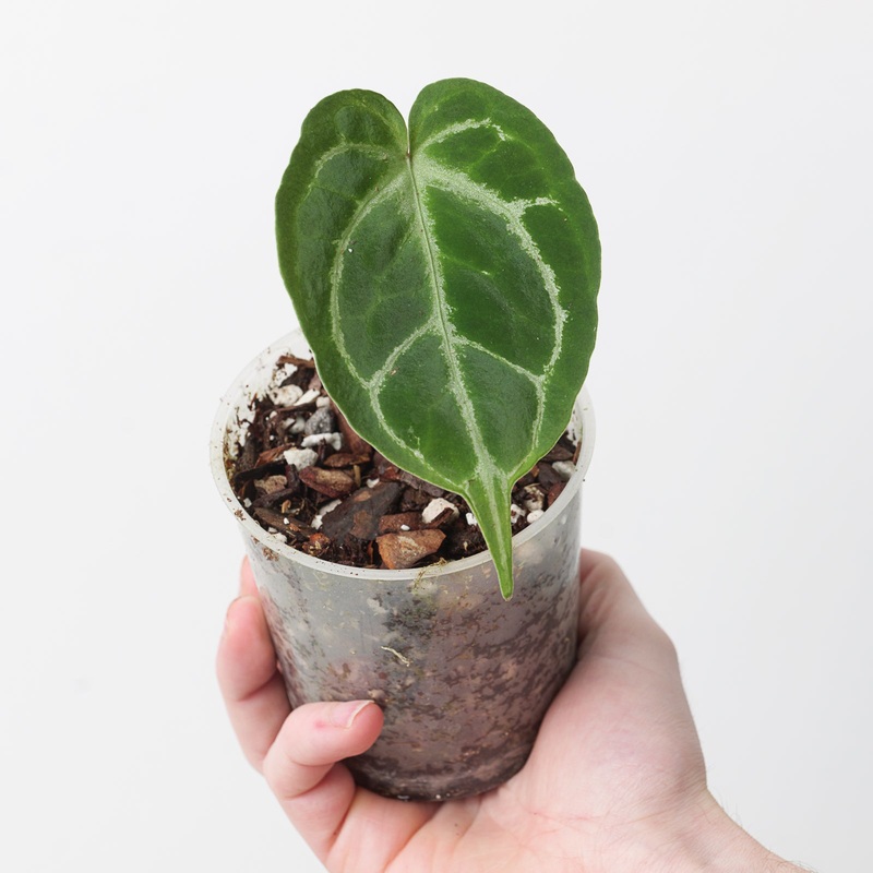 Anthurium Indonesian AOS x Forgetii