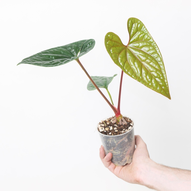 Anthurium (luxurians x sagittatum) x luxurians