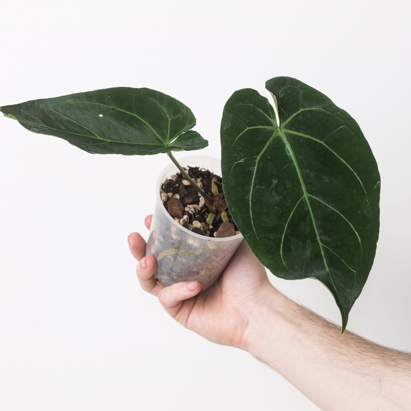 Anthurium magnificum  hoffmannii