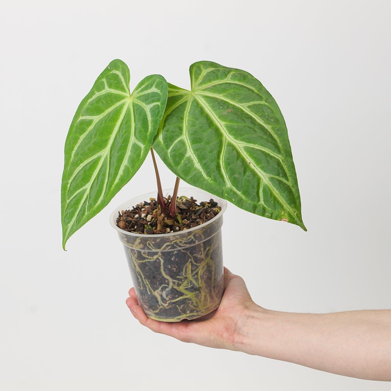 Anthurium magnificum x|15cm