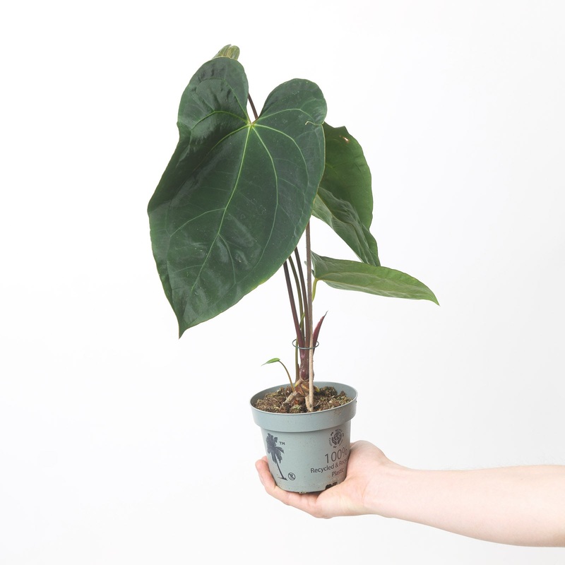 Anthurium Magnificum x Dark Phoenix