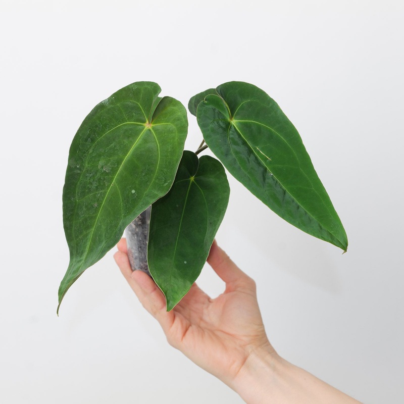 Anthurium magnificum x papillilaminum GY