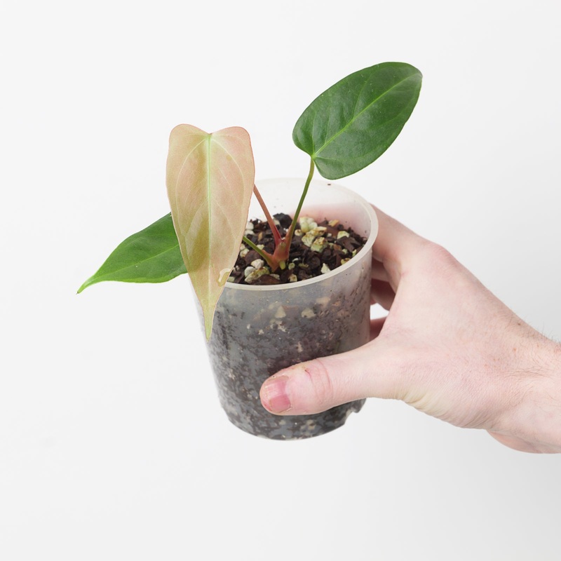 Anthurium magnificum x subsignatum