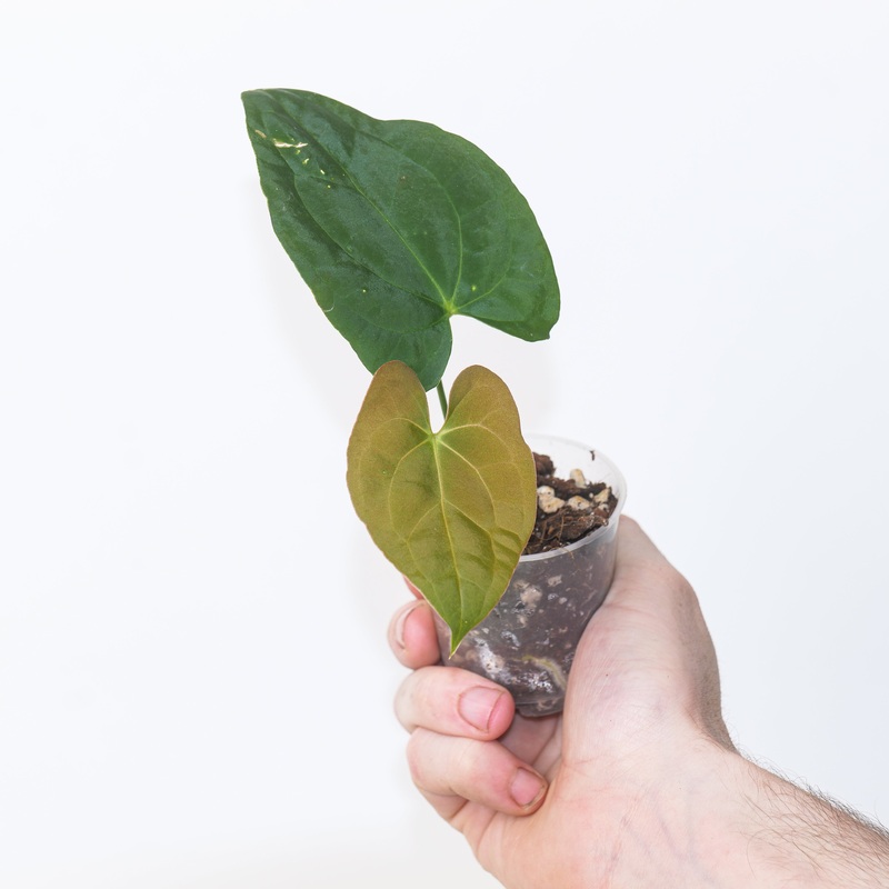 Anthurium Midnight Stranger  A. antolakii/BVEP