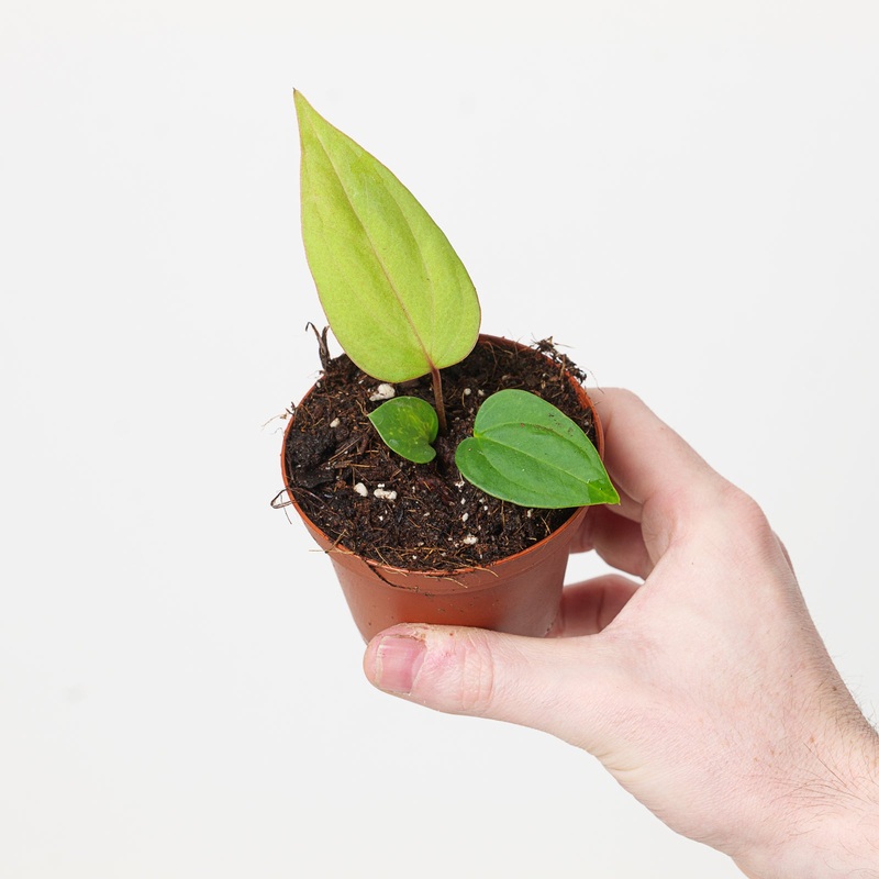 Anthurium nigrolaminum ‘Gigi’ x papillilaminum