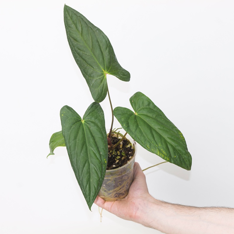 Anthurium (nigrolaminum )  RVDP