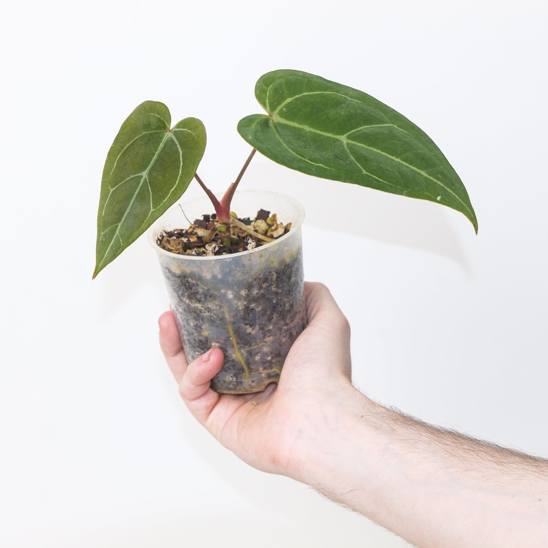 Anthurium papillilaminum Golden