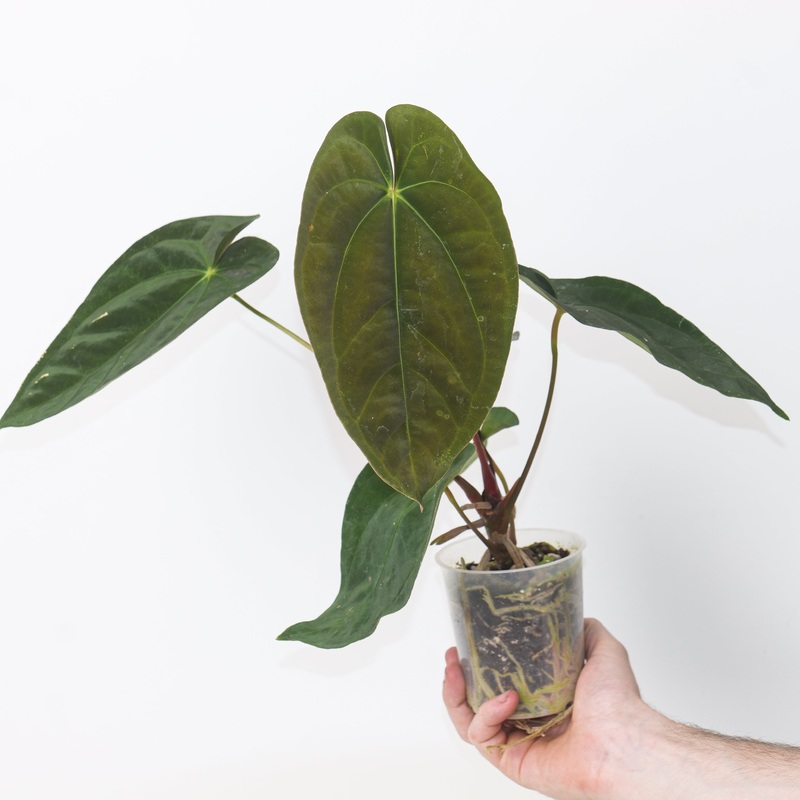 Anthurium papillilaminum Guna Yala  Ace of Spades
