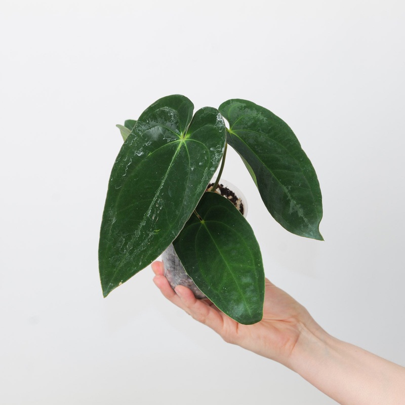 Anthurium papillilaminum GY x Ace of Spades Dark Form