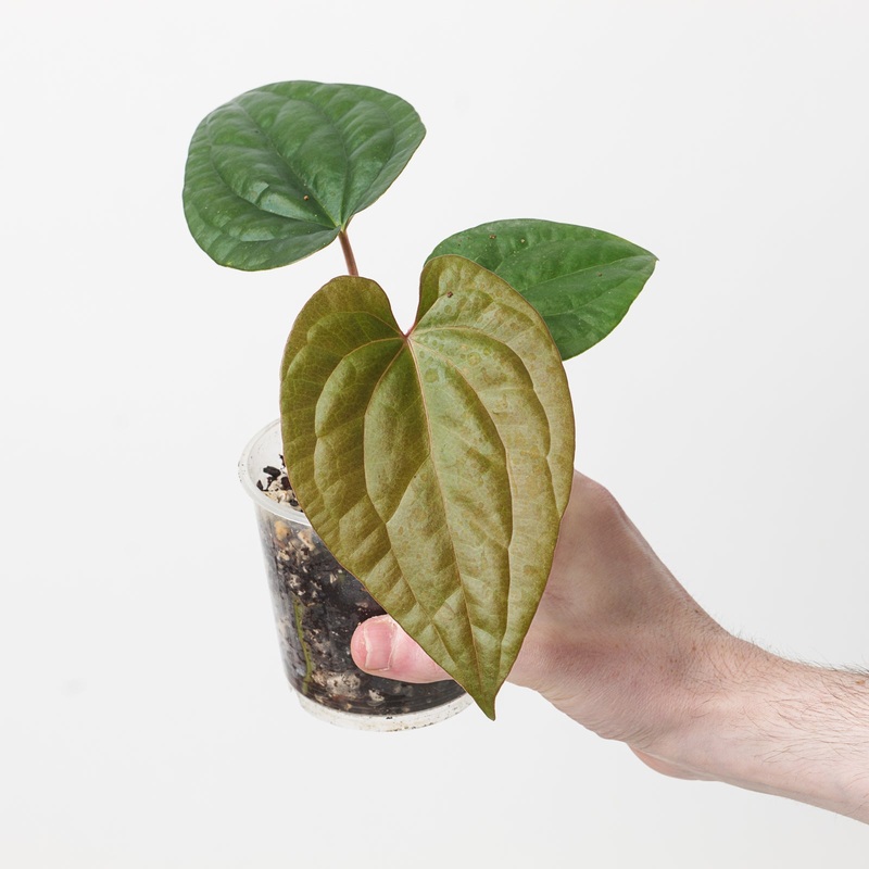 Anthurium papillilaminum ‘Marie’ x luxurians
