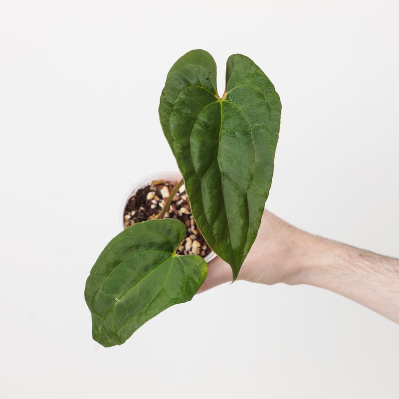 Anthurium papillilaminum ‘Ree Gardens’ x Circus Peanuts