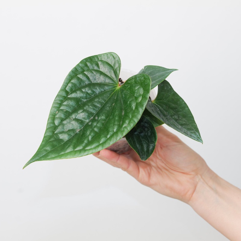 Anthurium (pinkleyi x luxurians) x luxurians