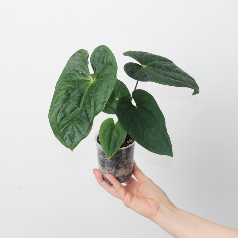 Anthurium (pinkleyi x luxurians) x papilillaminum GY