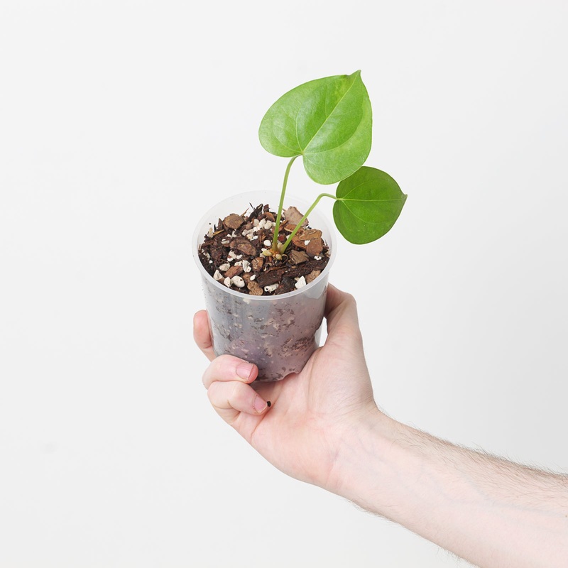 Anthurium ‘Pterodactyl’|9cm