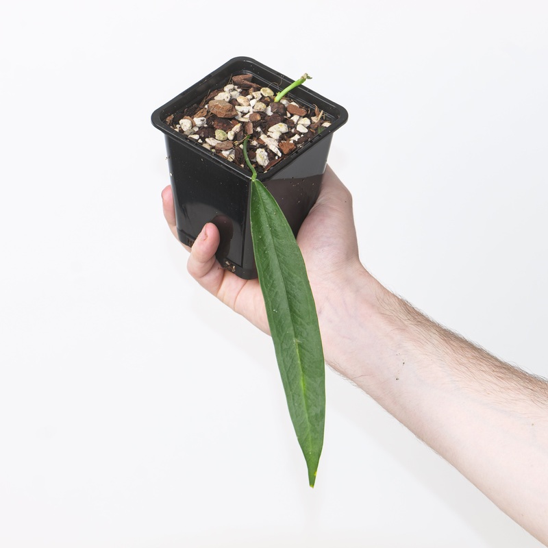 Anthurium punctatum|9cm Rooted Cutting