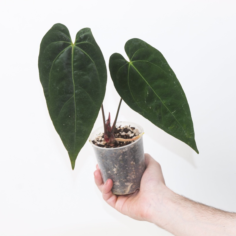 Anthurium Red Crystallinum Indo  papillilaminum