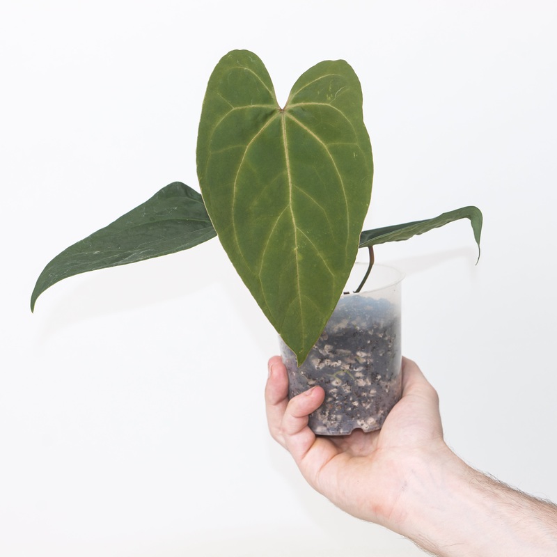 Anthurium subsignatum  Ace of Spades
