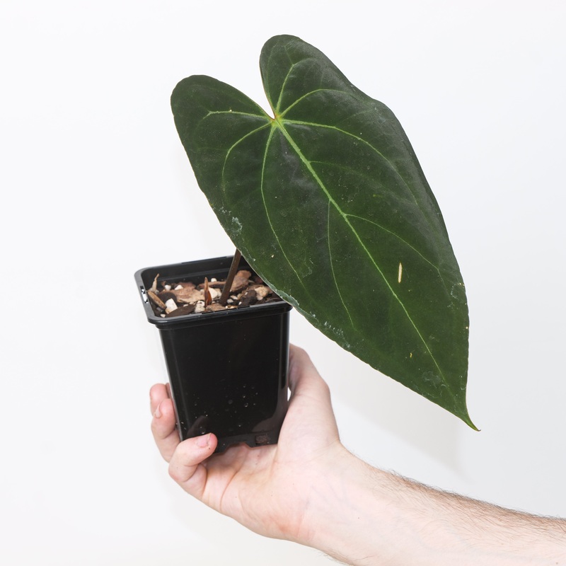 Anthurium ‘Triple X’|9cm