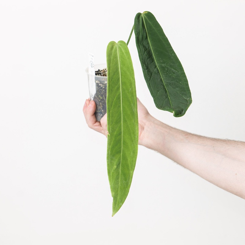 Anthurium warocqueanum x panamense