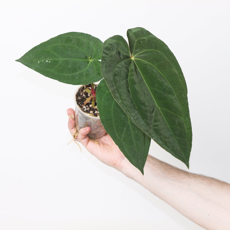 Anthurium (Zara  Michelle)  Fort Sherman