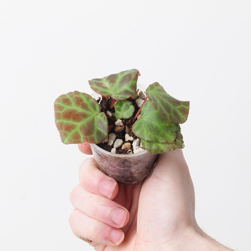 Begonia aff. rubida|6cm