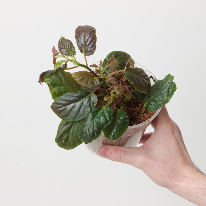 Begonia bahiensis|12cm (Multi props in pot)